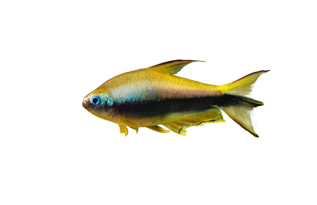 Tetra emperor Jaune - NageoireBleue