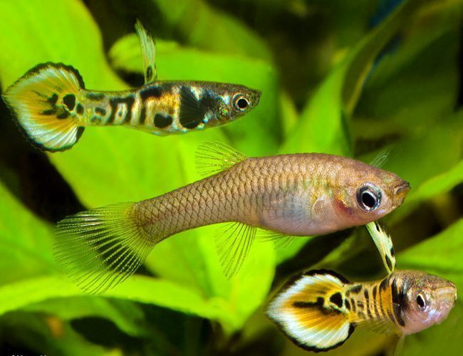 Endler Guppy tiger (En Paire) - NageoireBleue