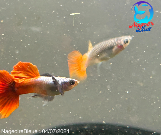 Platinum red Dumbo guppy (PAIRES MALE/FEMELLE) - NageoireBleue