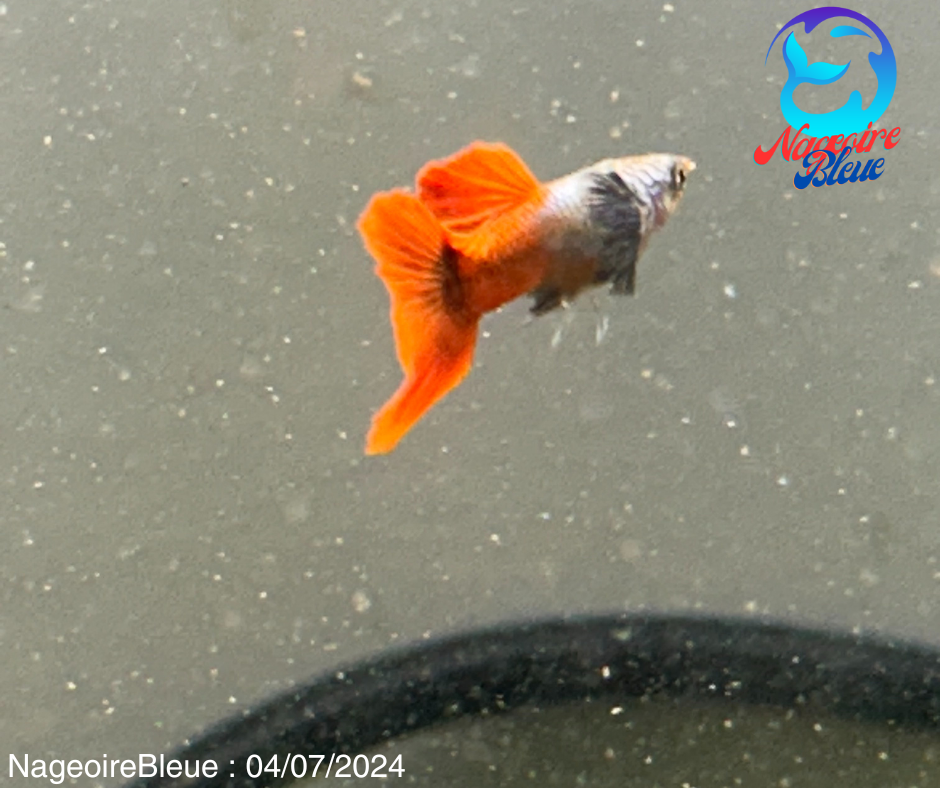 Platinum red Dumbo guppy (PAIRES MALE/FEMELLE) - NageoireBleue