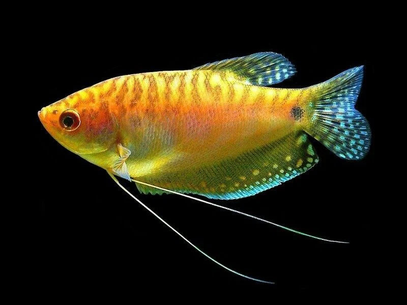 Gourami Golden - NageoireBleue