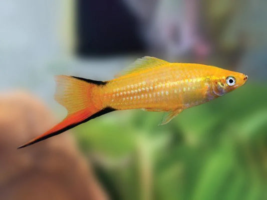 Poisson Swordtail Or - NageoireBleue