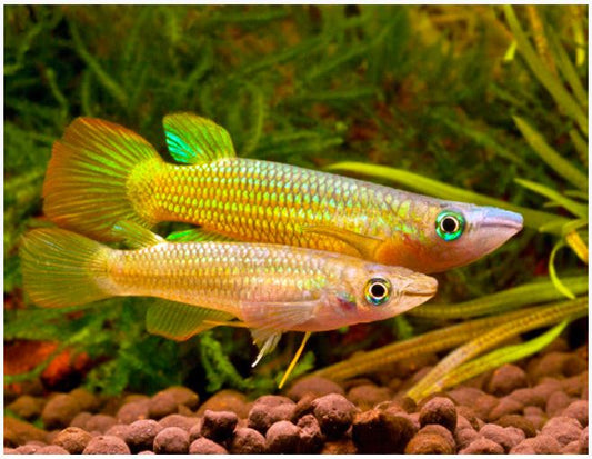 Killifish Panchax Yellow - NageoireBleue