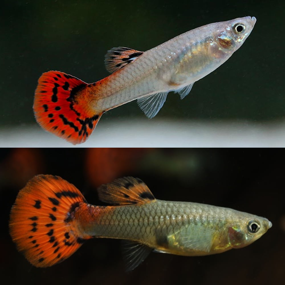 Couple de Guppy Cobra Rouge - NageoireBleue
