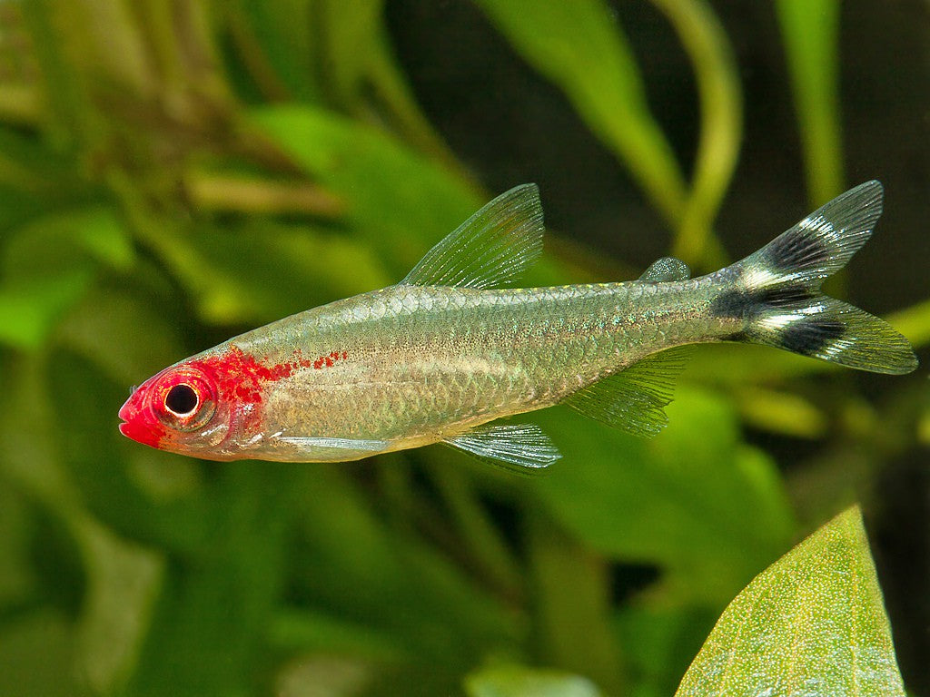 Tétra nez rouge (Rummy nose tetra)