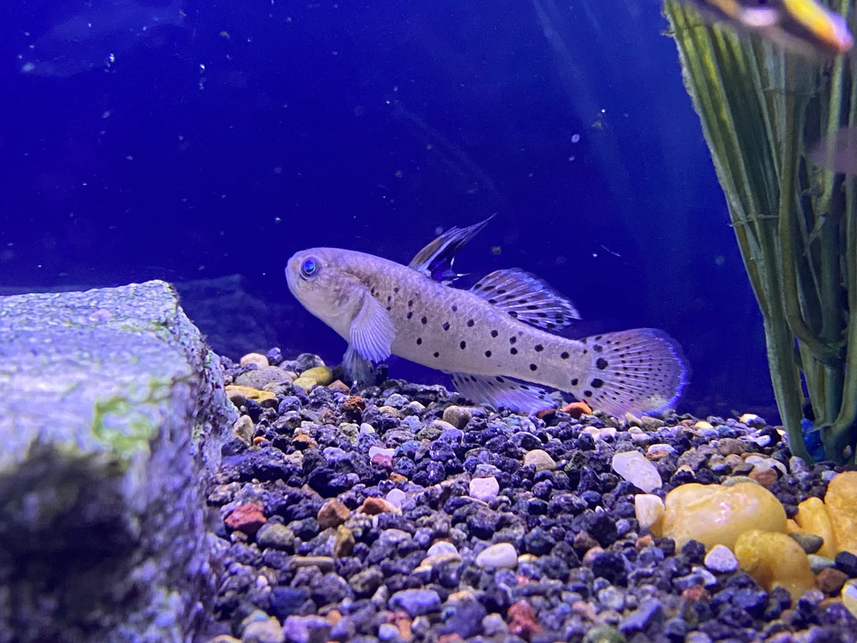 "Knight Goby" (Stigmatogobius sadanundio)
