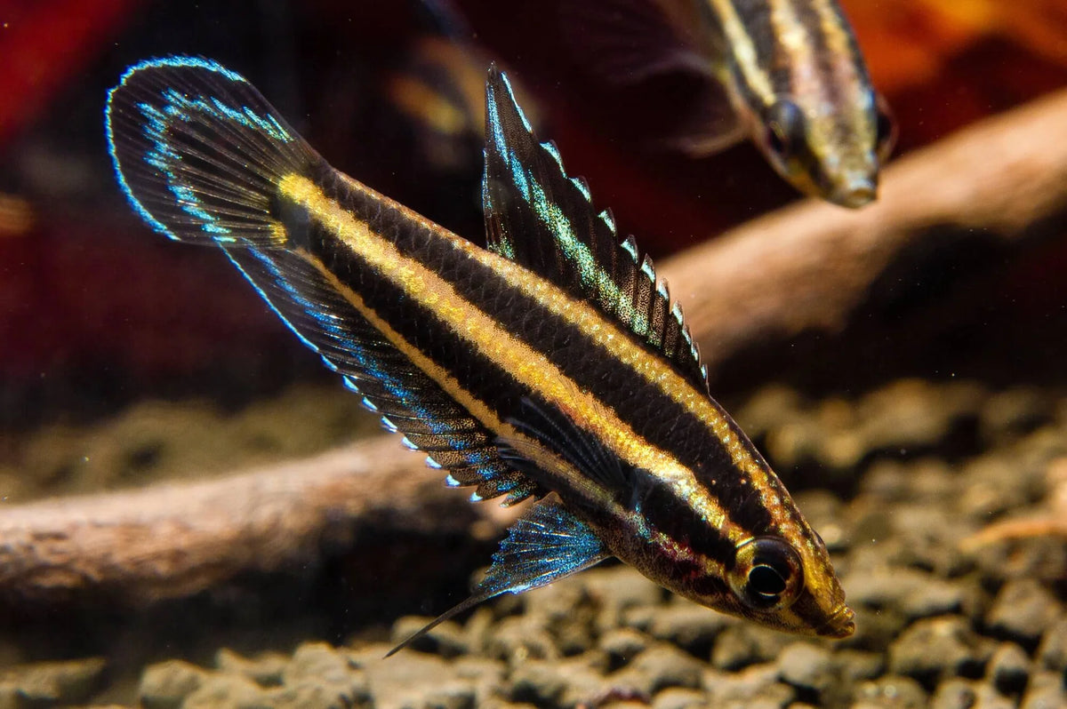 Gourami licorice