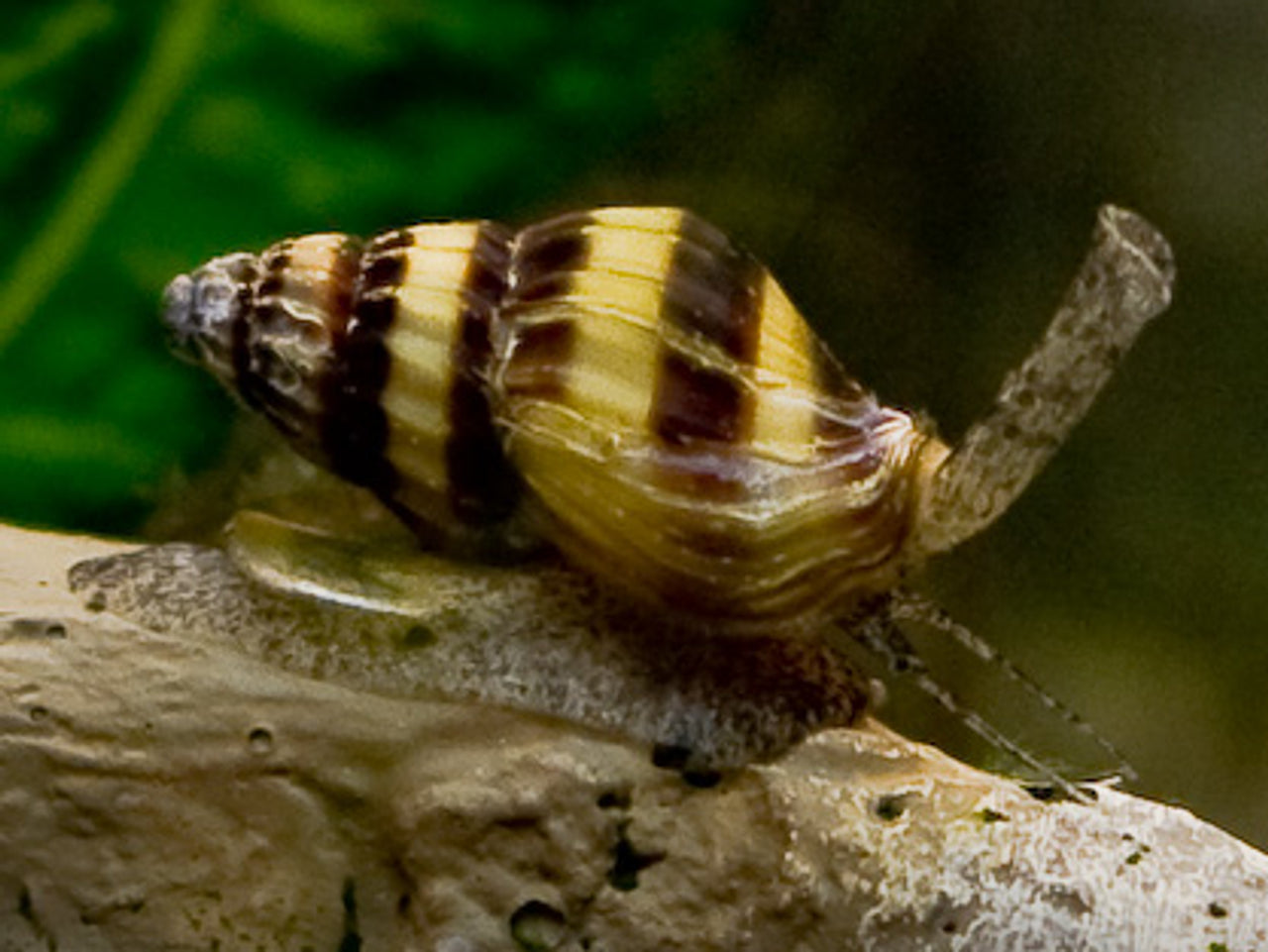 Escargot assassin - NageoireBleue