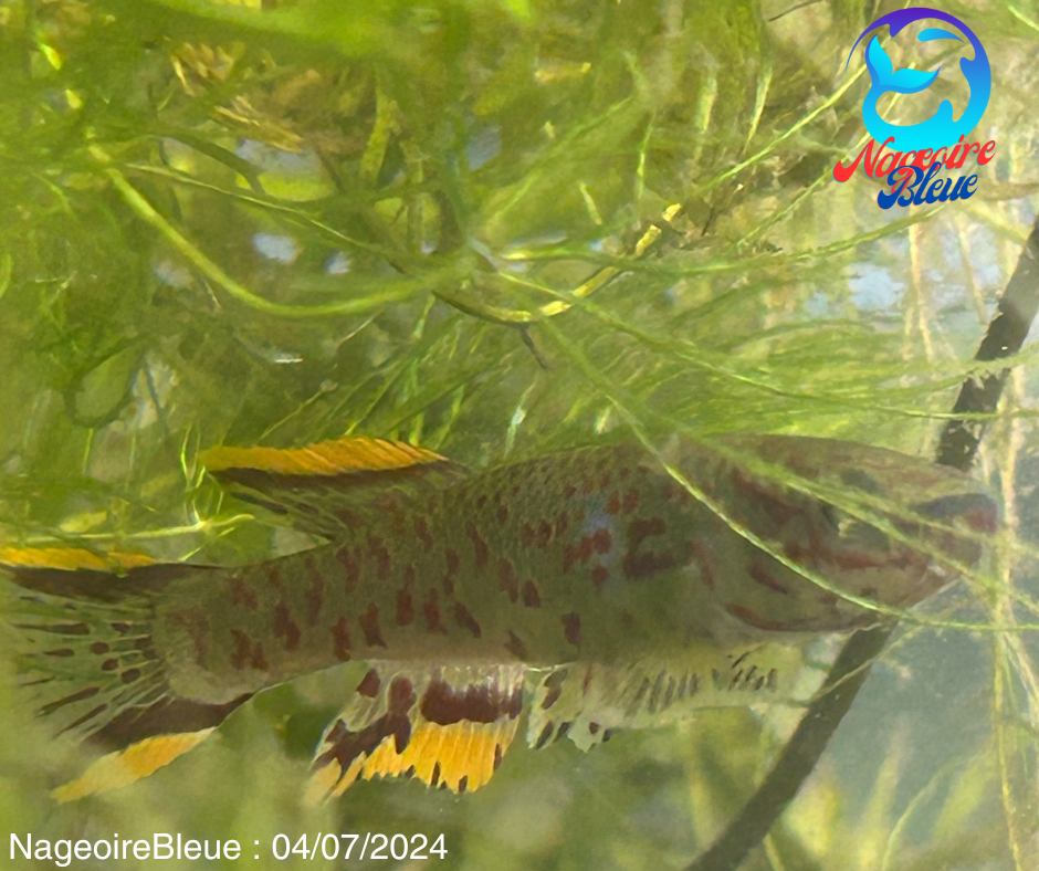 Killifish Fundulopanchax Gardenri - NageoireBleue
