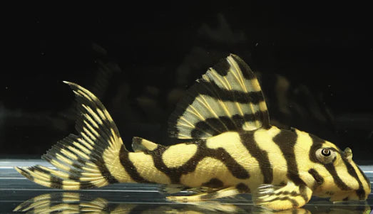 Pleco L134 - NageoireBleue