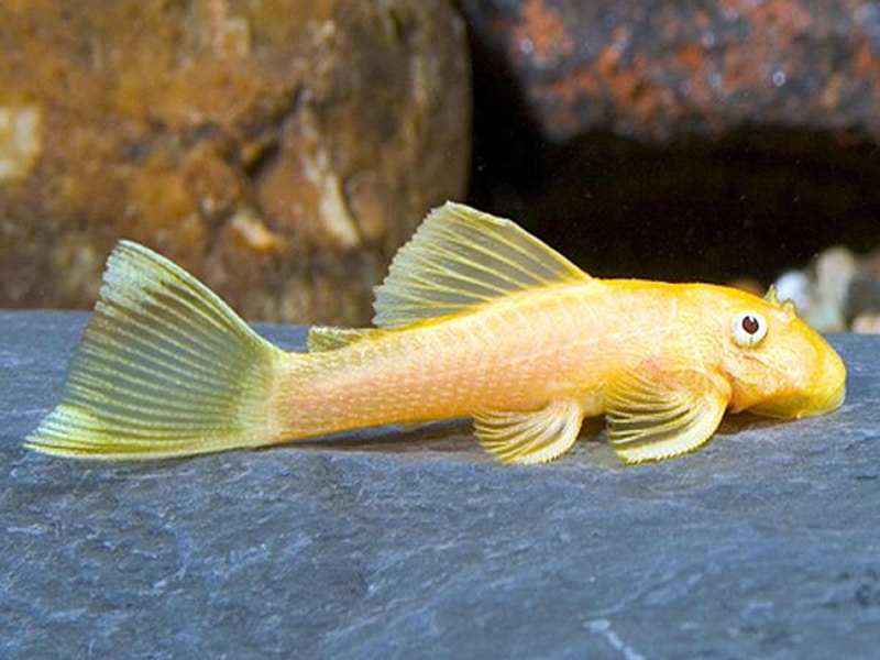Ancistrus Lemon Eye L144 femelle adultes