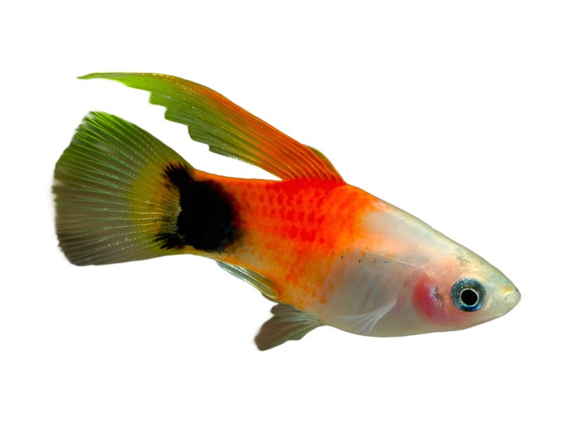 Platy sail fin Muckey Mouse - NageoireBleue