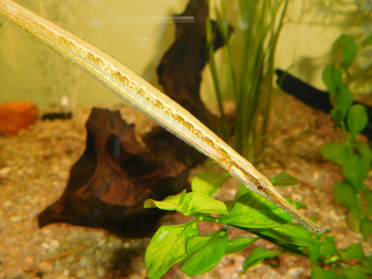 Pipefish "Short-tailed" (Microphis brachyurus)