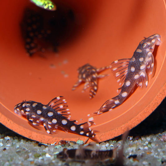 Pleco L471 Nain - NageoireBleue