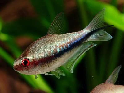 Rainbow Emperor Tétra - NageoireBleue