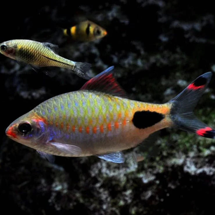 Barb Mascara LARGE (Dawkinsia assimilis)