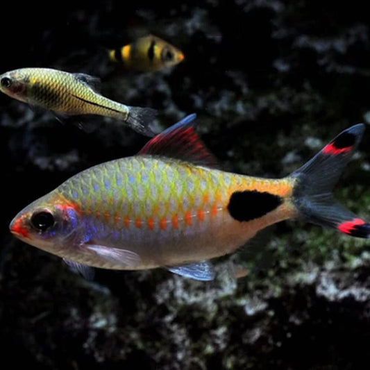 Barb Mascara LARGE (Dawkinsia assimilis) - NageoireBleue