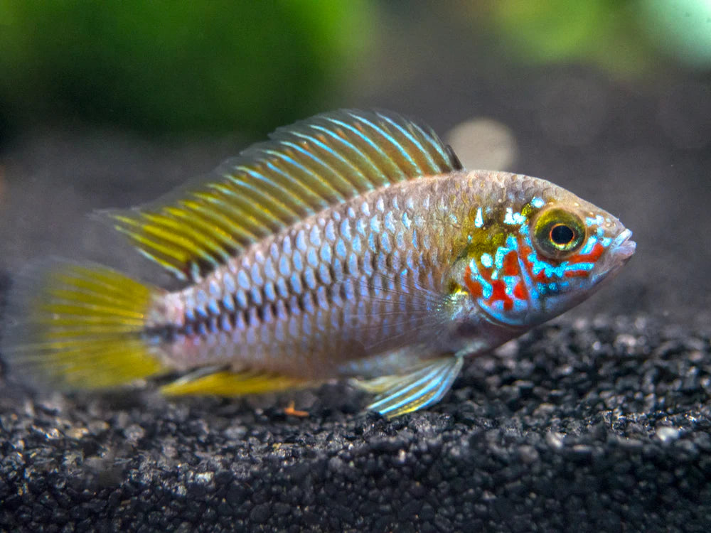 Apistogramma borelli opale