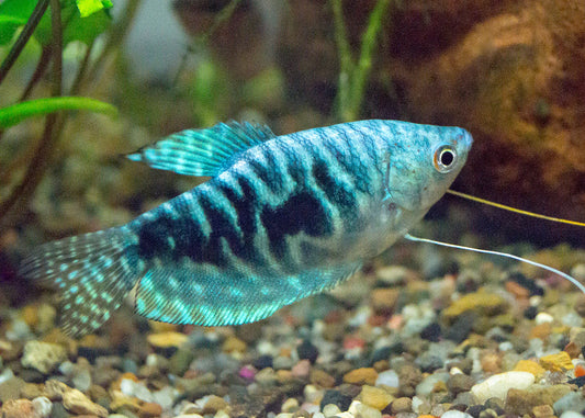 Gourami Opaline - NageoireBleue