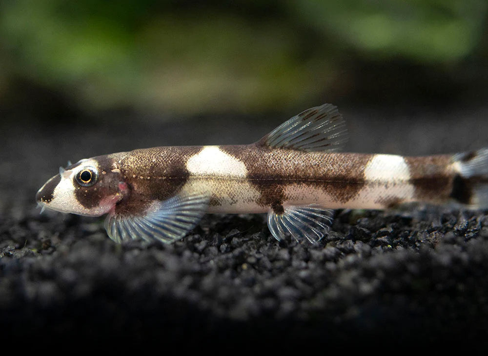 Panda loach - NageoireBleue