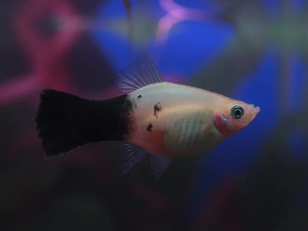 Platy Panda - NageoireBleue