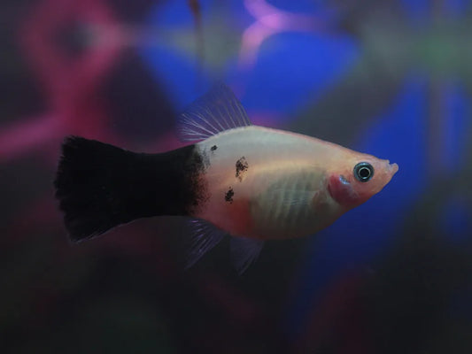 Platy Panda - NageoireBleue