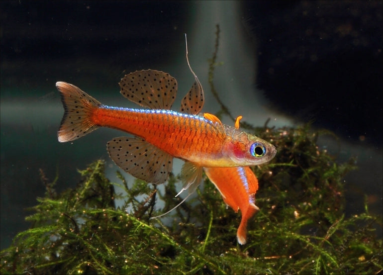 Pseudomugil luminatus - NageoireBleue