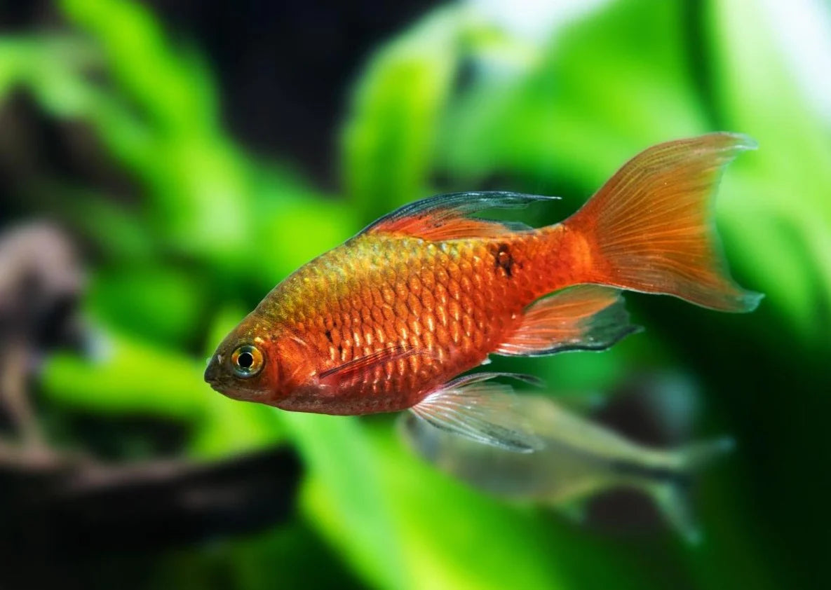 Barb Rosy Hi FIn - NageoireBleue