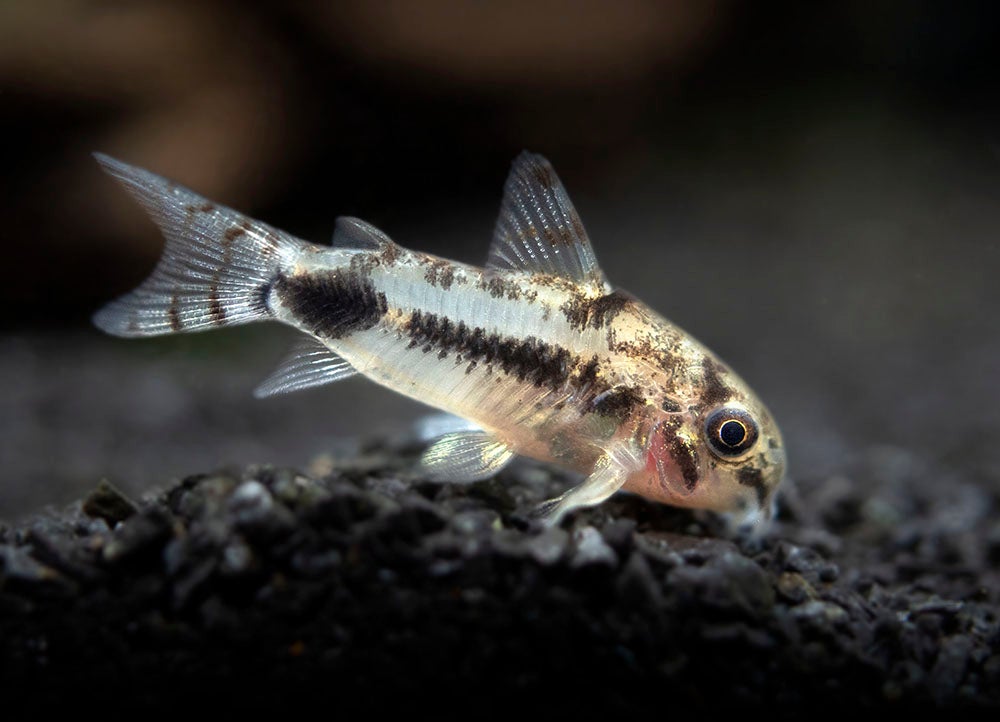 Corydoras Habrosus (Nain) - NageoireBleue