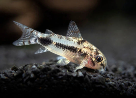 Corydoras Habrosus (Nain) - NageoireBleue