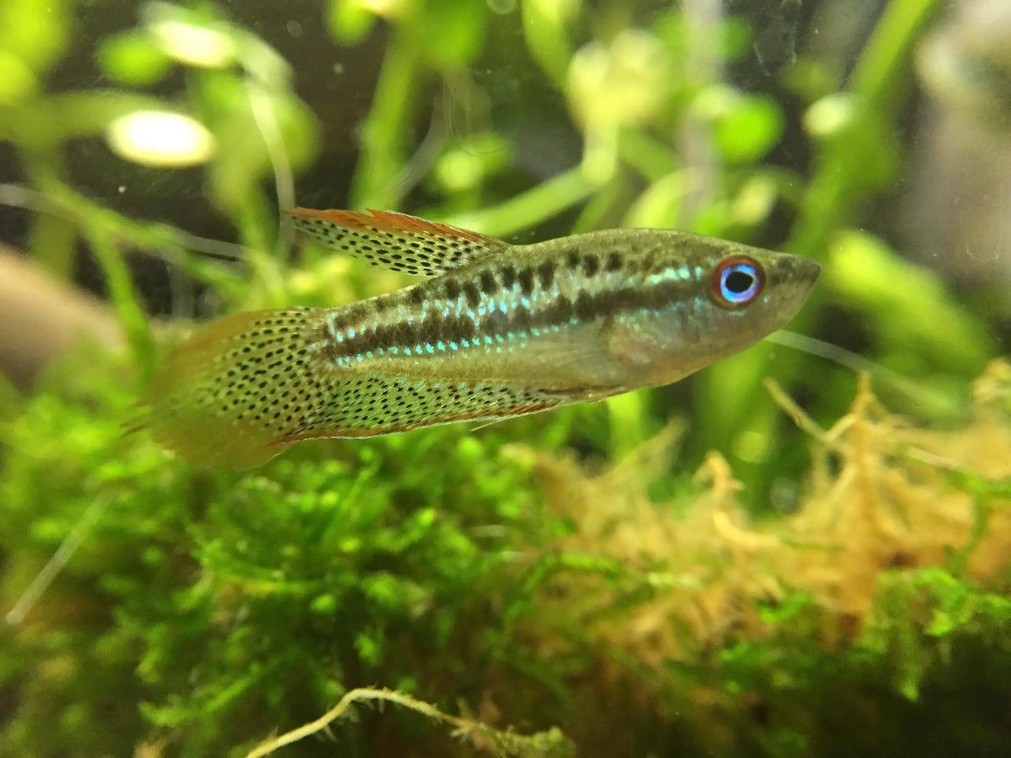 Gourami Pigmy - NageoireBleue