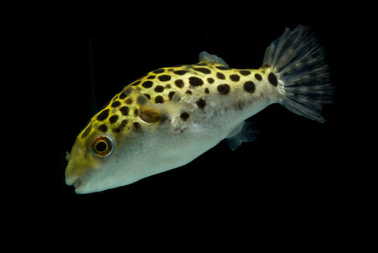 Green Spotted Puffer (Tetraodon nigroviridis) - NageoireBleue