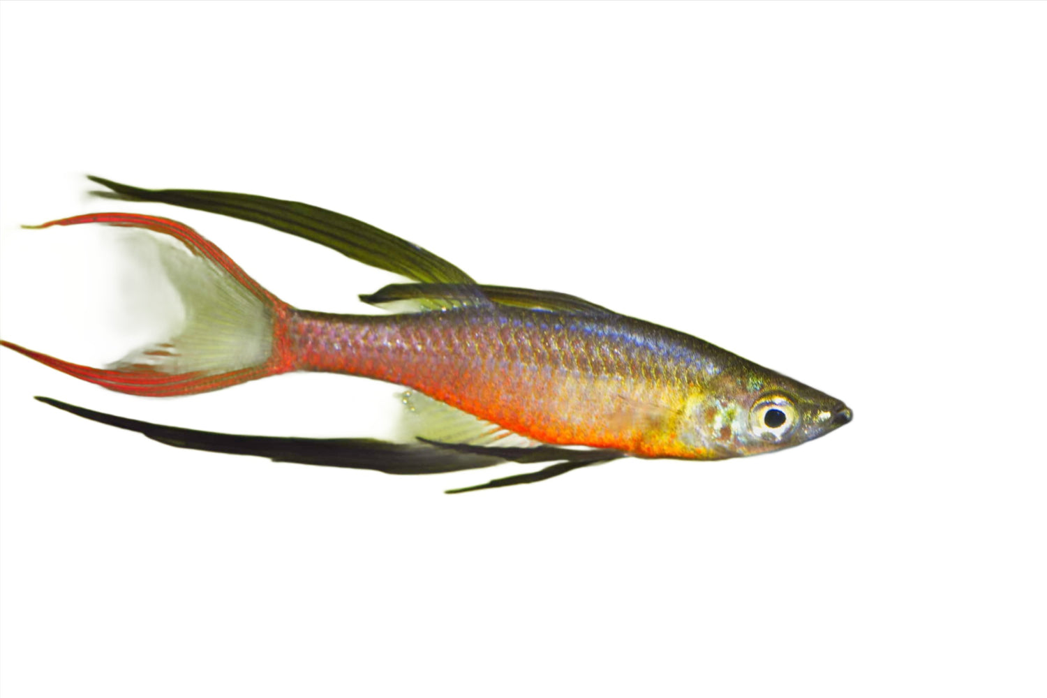 Rainbow threadfin - NageoireBleue