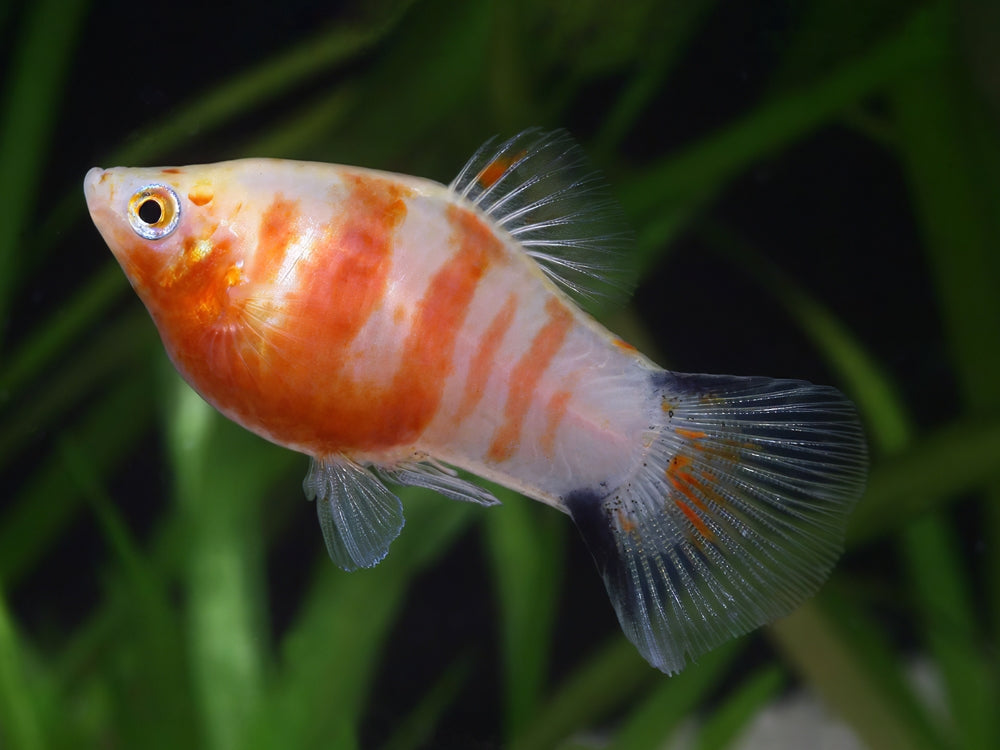 Platy tigre rouge (Livraison)