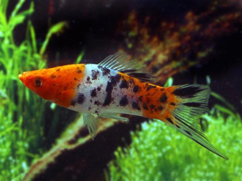 Swordtail tri-couleur - NageoireBleue