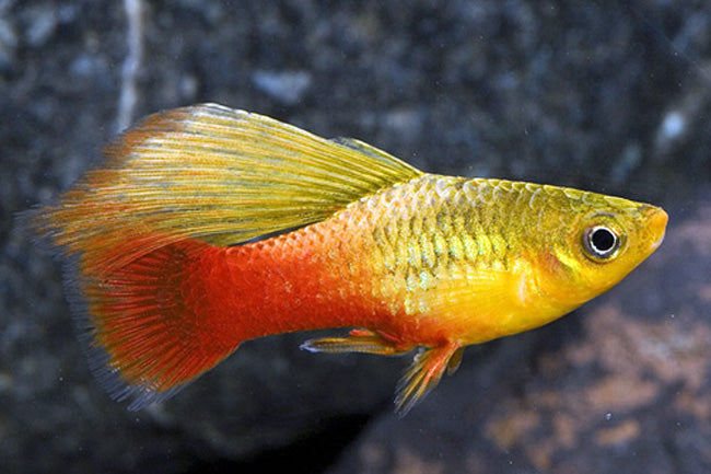 Platy Haute nageoire sunset - NageoireBleue