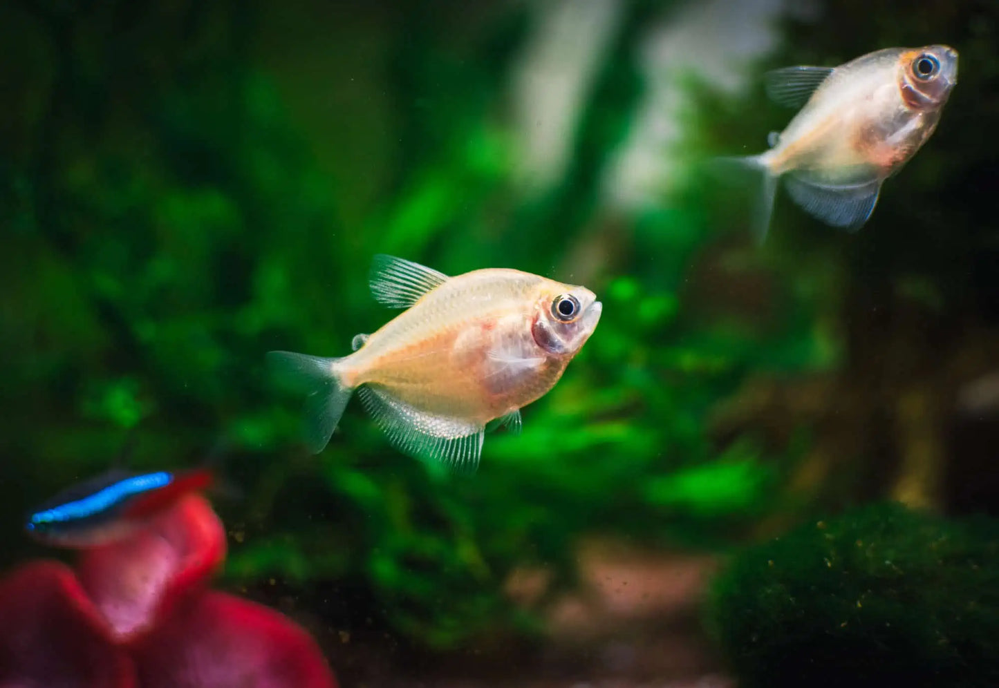 Tétra à jupe blanche (Livraison seulement)