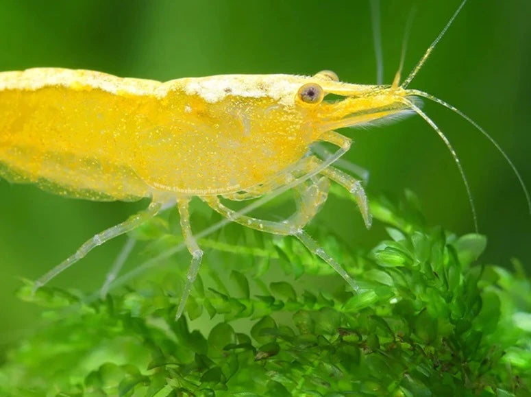 Crevette fire cherry ( jaune ) - NageoireBleue