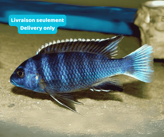 Cichlidé Acei Queue Blanche (Livraison seulement) - NageoireBleue