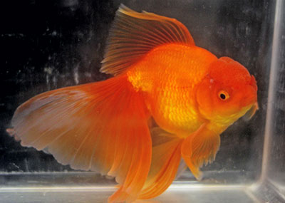 Oranda Orange (XL) - NageoireBleue