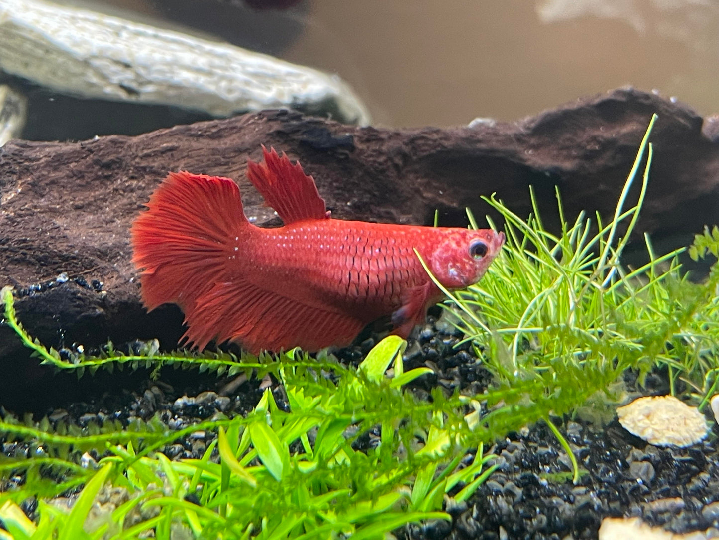 Femelle Betta Splenden