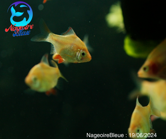 Tiger Barb Albino - NageoireBleue