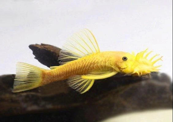 Ancistrus "Lemon Eye" L144 mâles adultes