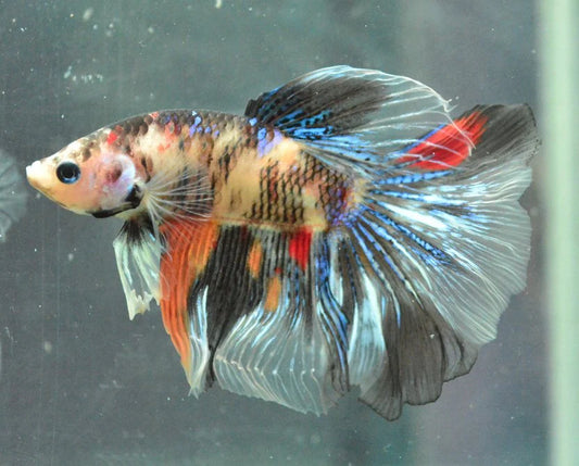 Betta Halfmoon Koi (Photo à titre indicatif, les couleurs peuvent varier) - NageoireBleue
