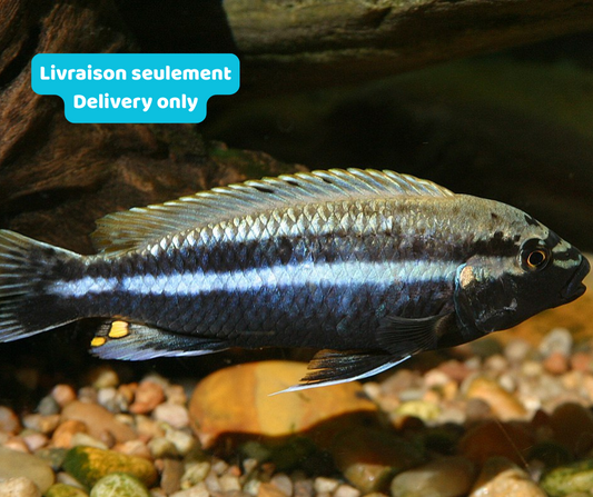 Cichlidé Auratus (Livraison seulement) - NageoireBleue