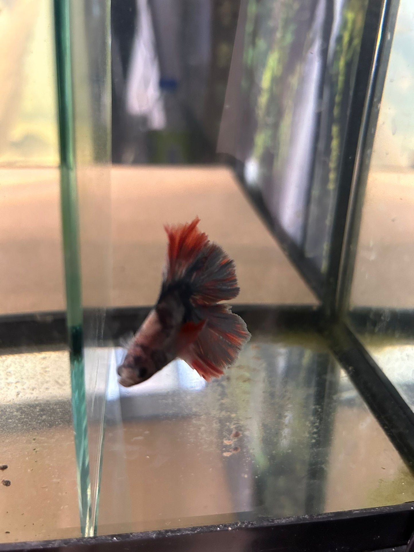 Betta Male - NageoireBleue