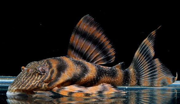 Pleco L397 - NageoireBleue