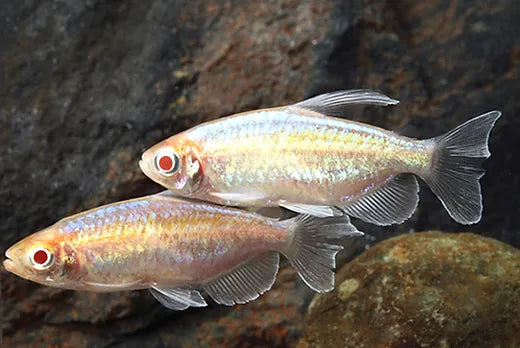 Tetra Congo Albinos - NageoireBleue