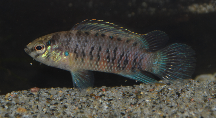 Badis Burmese - NageoireBleue