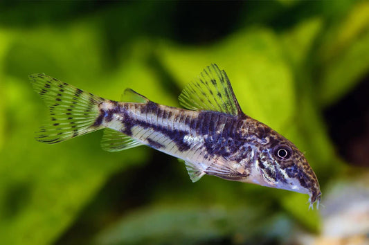 Corydoras Barbatus - NageoireBleue